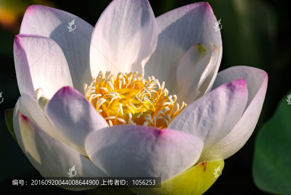 蓮花