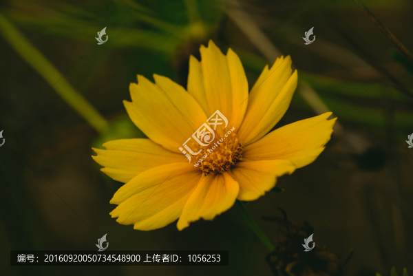 黃色小花