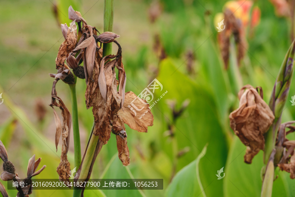 殘花