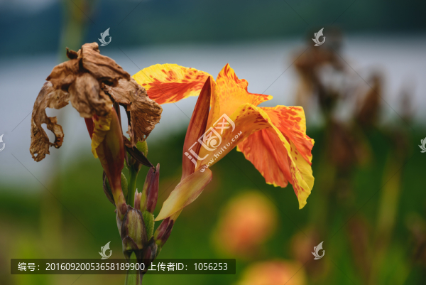 殘花