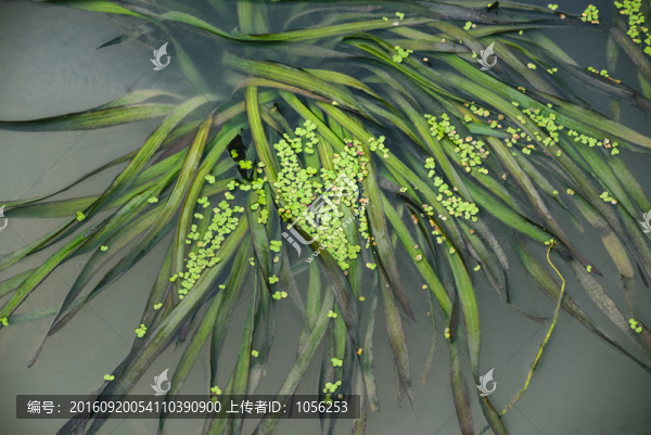 水草