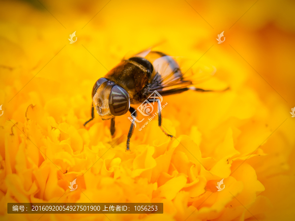 蜜蜂
