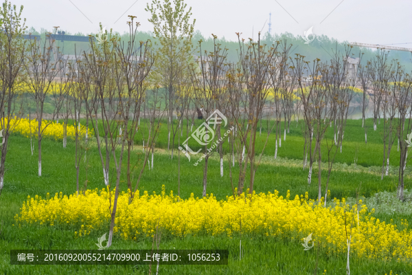 椿芽樹