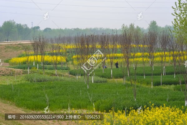 椿芽樹(shù)