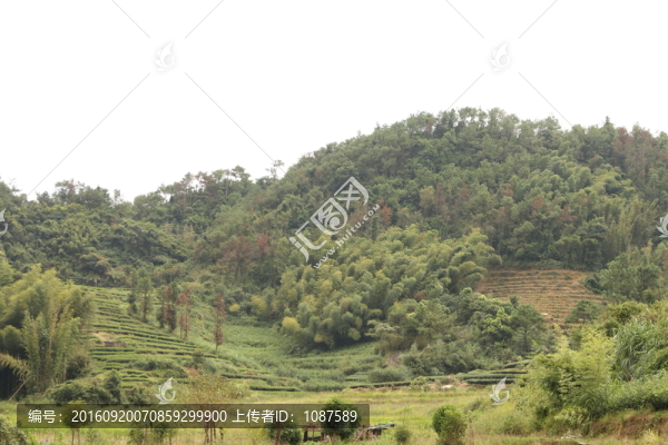 長龍茶園