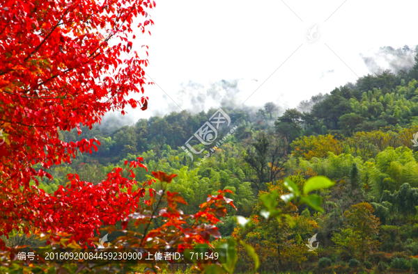 塔川紅葉