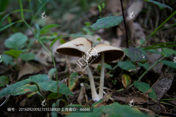 蘑菇