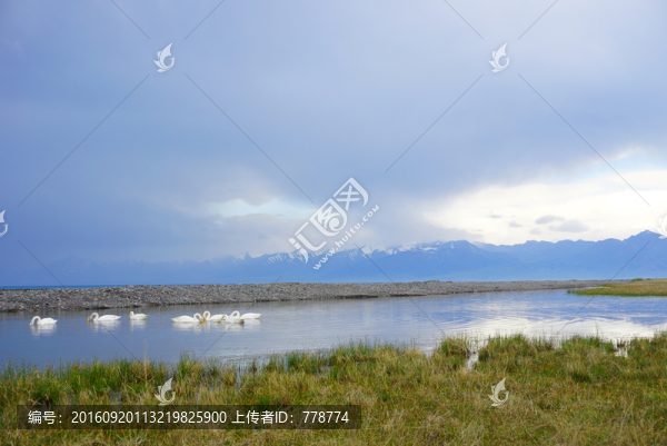 賽里木湖,天鵝