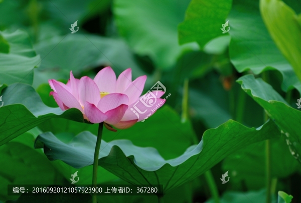荷塘