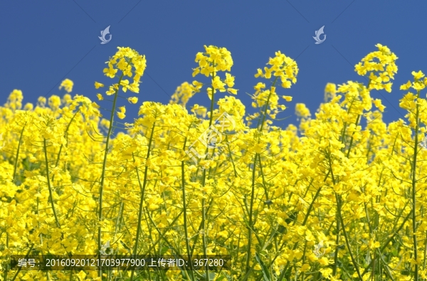 油菜花
