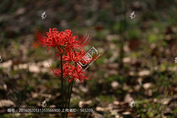 曼珠沙華