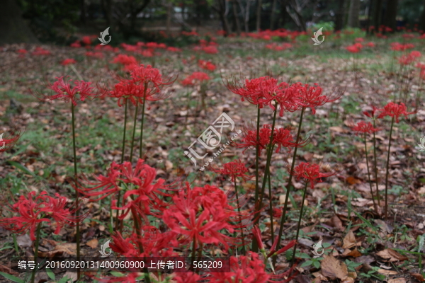 曼珠沙華
