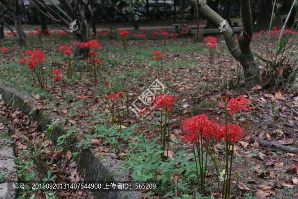 曼珠沙華