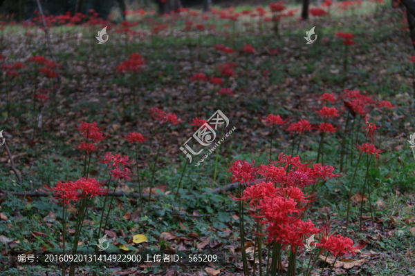 曼珠沙華