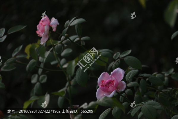 月季花