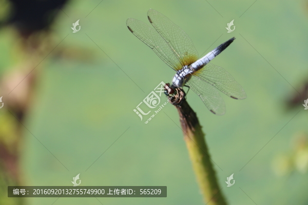 蜻蜓