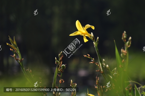 美人蕉