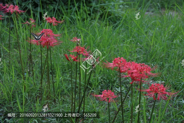 曼珠沙華