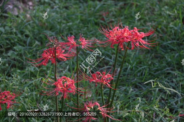 曼珠沙華