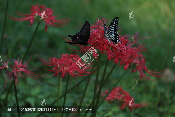 曼珠沙華