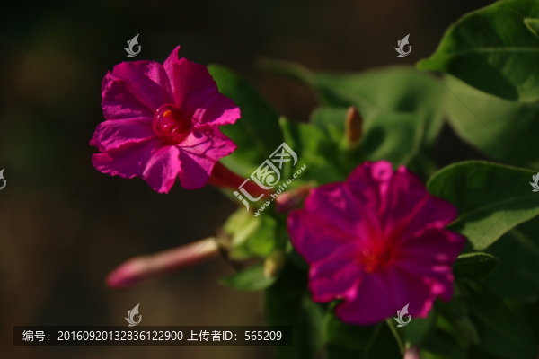夜來香
