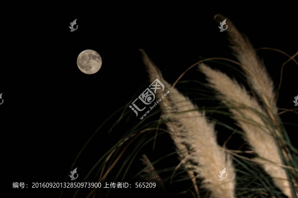月亮,茅草,蘆葦