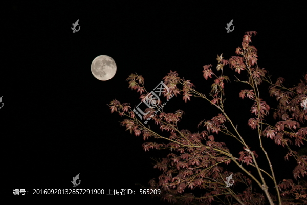 月亮,夜景,雙重曝光