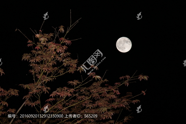 月亮,夜景,雙重曝光