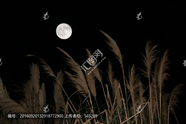 月亮,茅草,蘆葦
