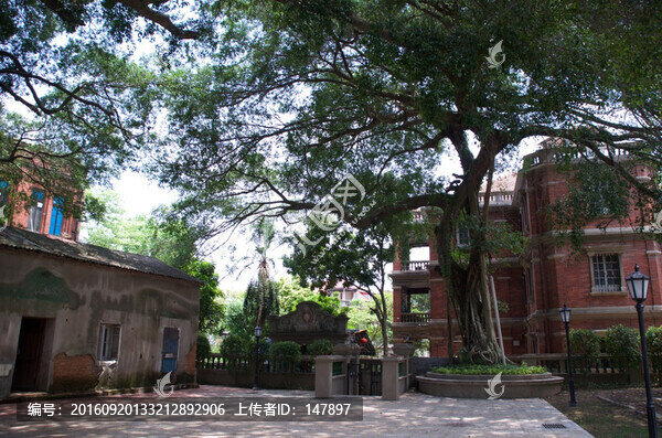 鼓浪嶼,大樹與廢棄房屋