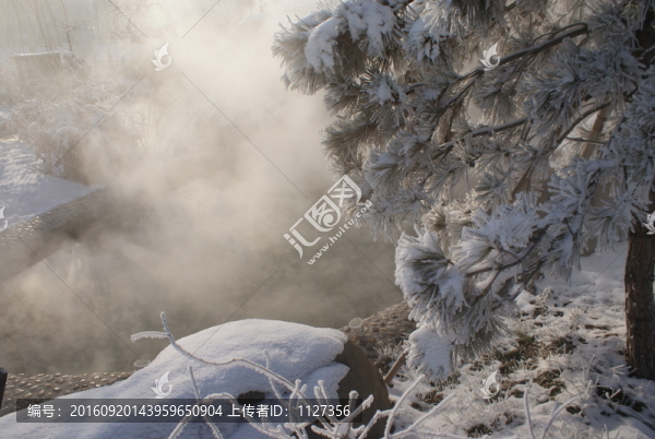 雪松