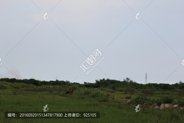 田野