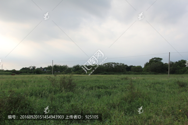 田野
