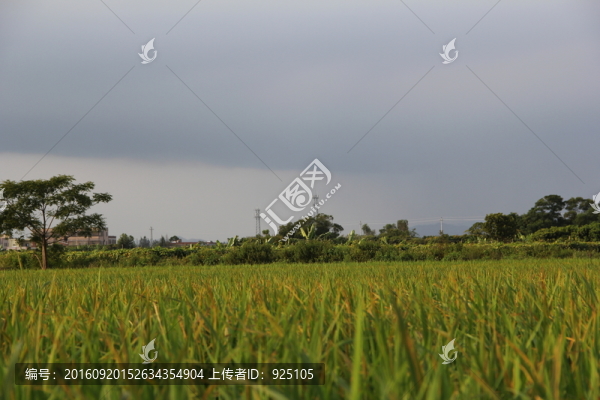 稻田
