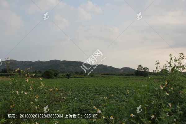 田野