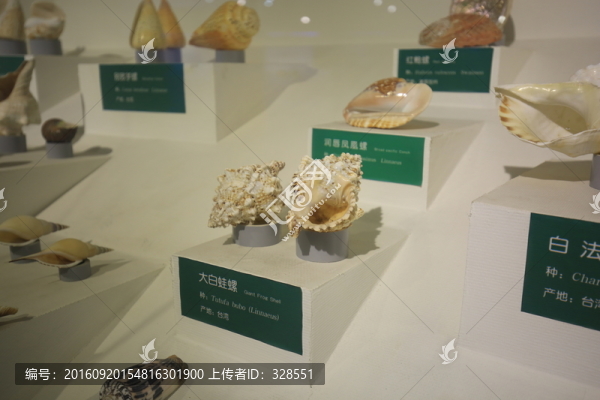 大白蛙螺