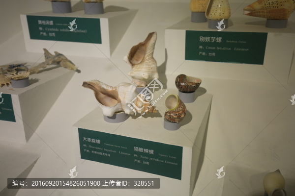 大赤旋螺,貓眼蠑螺