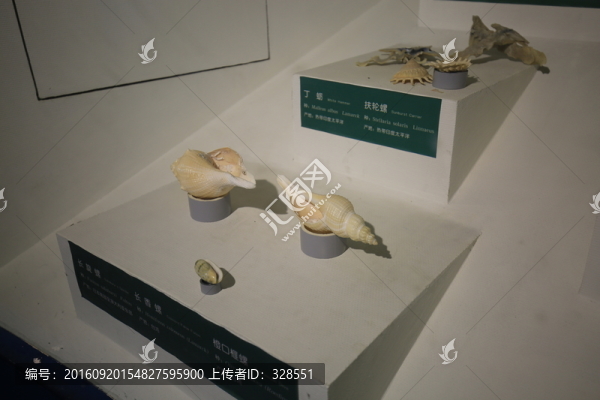長旋螺,長香螺,橙口榧螺