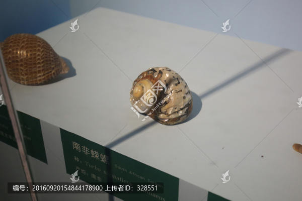 南非蠑螺