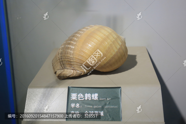 栗色鶉螺
