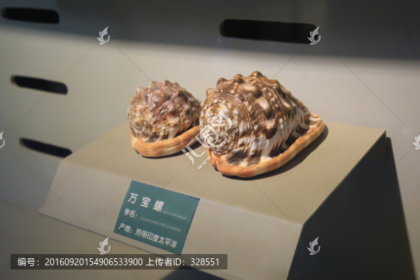 萬寶螺