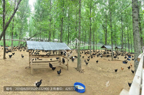 雞群,養(yǎng)雞場