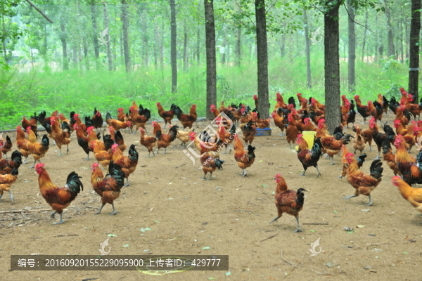 林下養(yǎng)殖,養(yǎng)雞場(chǎng)