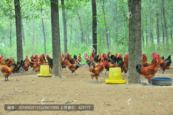 散養(yǎng)雞,,雞群