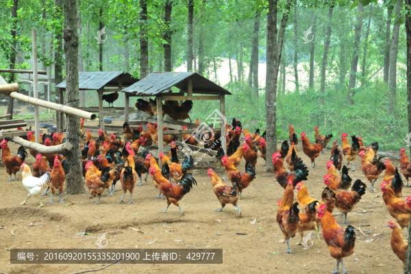 散養(yǎng)雞,養(yǎng)雞,畜牧養(yǎng)殖