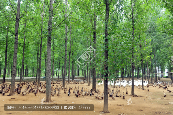 家禽飼養(yǎng),,養(yǎng)殖園,,鴨子養(yǎng)殖
