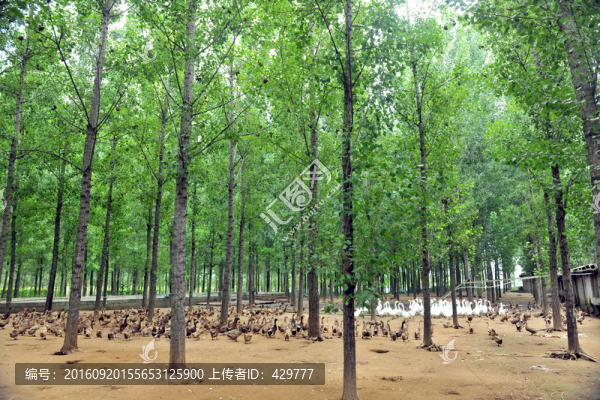 樹林養(yǎng)鴨,,鴨子養(yǎng)殖