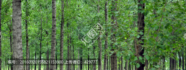 樹林,,樹木,,綠色背景