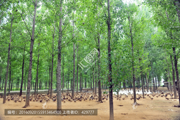 楊樹(shù)林