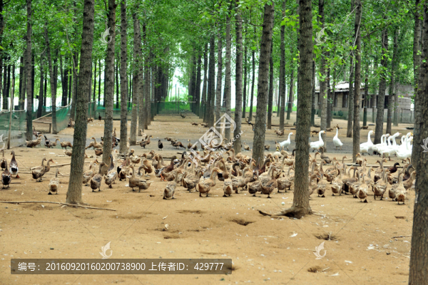 綠色養(yǎng)殖,,養(yǎng)殖場(chǎng),麻鴨